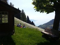 26 May 2017 Narcissus